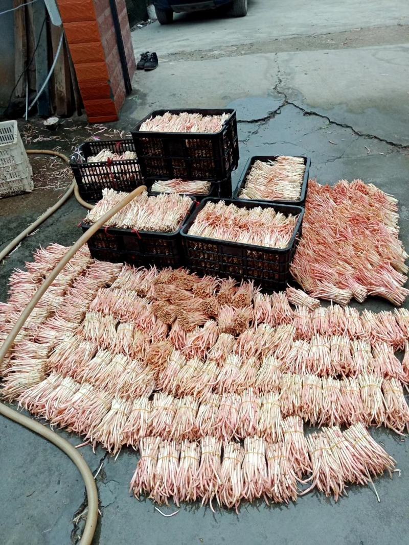 蔬菜，折儿芽，折儿叶，（鱼腥草）