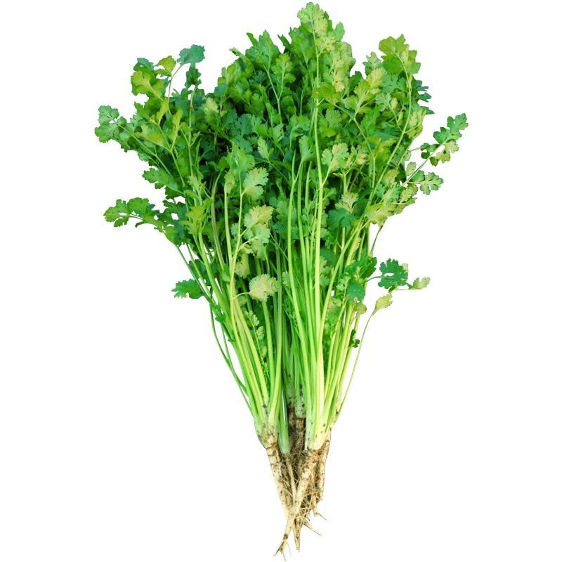 【推荐】河南滑县香菜大批量上市，物美价廉万亩种植基地