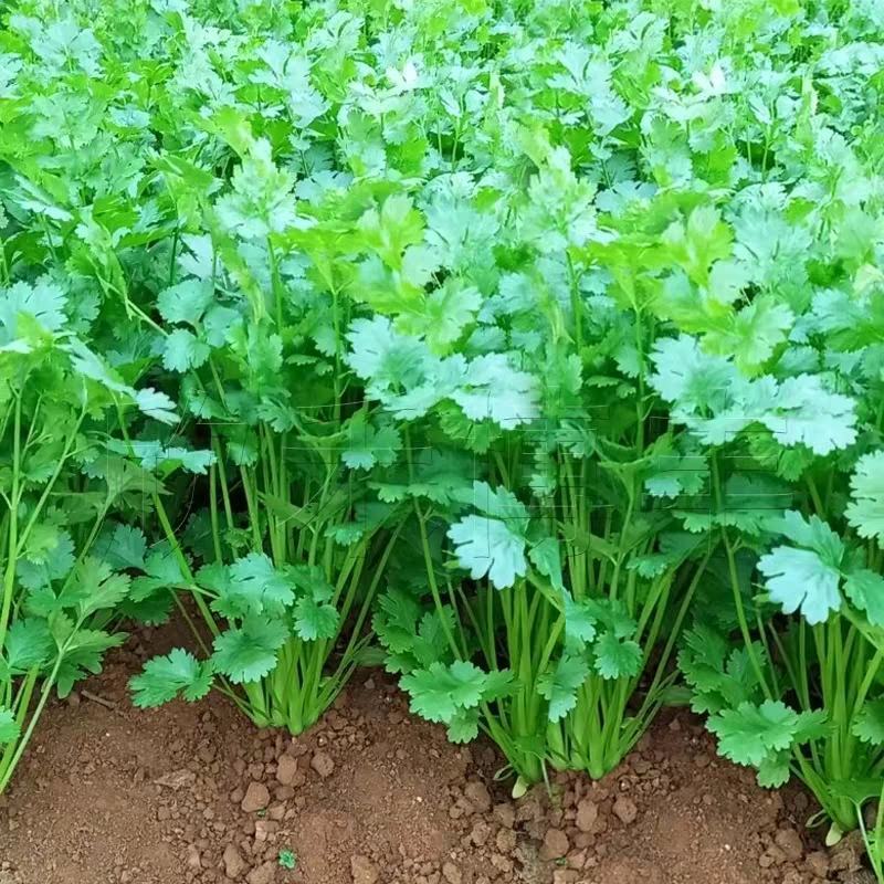 【推荐】河南滑县香菜大批量上市，物美价廉万亩种植基地