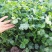 【推荐】河南滑县香菜大批量上市，物美价廉万亩种植基地