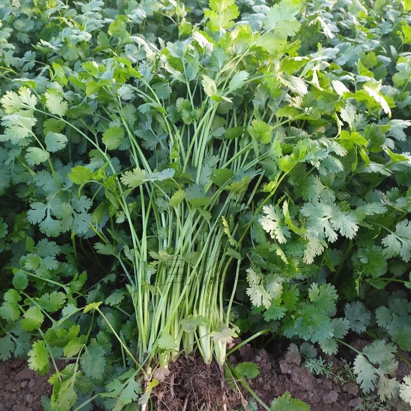 【推荐】河南滑县香菜大批量上市，物美价廉万亩种植基地