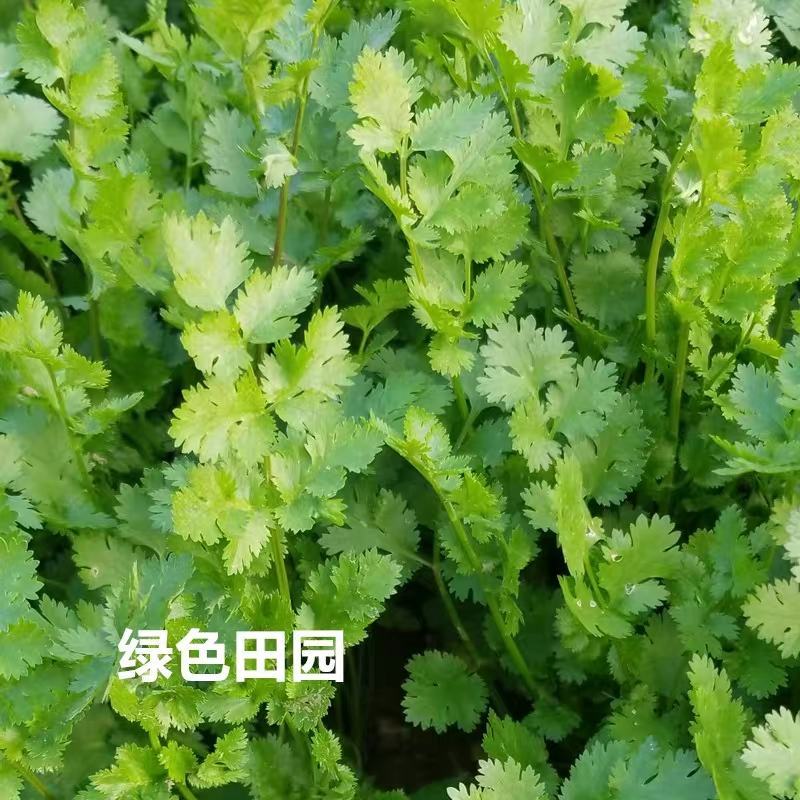 【推荐】河南滑县香菜大批量上市，物美价廉万亩种植基地