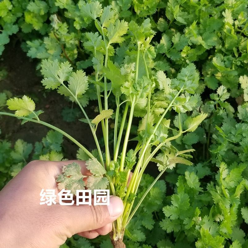 【推荐】河南滑县香菜大批量上市，物美价廉万亩种植基地