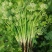 【推荐】河南滑县香菜大批量上市，物美价廉万亩种植基地