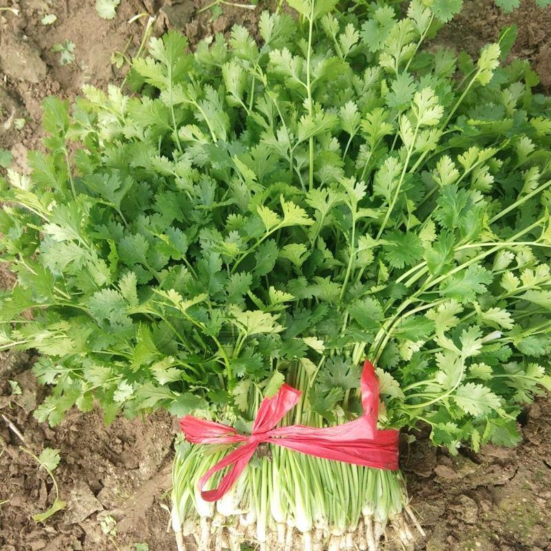 【推荐】河南滑县香菜大批量上市，物美价廉万亩种植基地