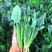 【推荐】新鲜绿色菠菜红根大叶现摘现发万亩蔬菜基地