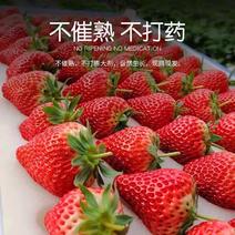 【头茬大果】奶油红颜草莓一件社区团购