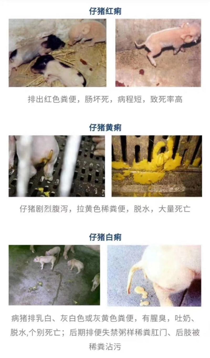 止痢宝上午用，下午好，针对黄白痢水样粪便，吃奶小猪，断奶