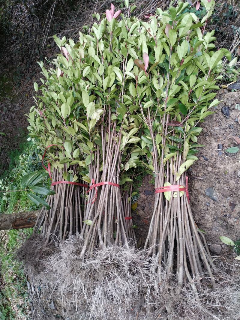 3O一50公分红叶石楠苗石楠小苗火焰红罗宾包邮，基地直销