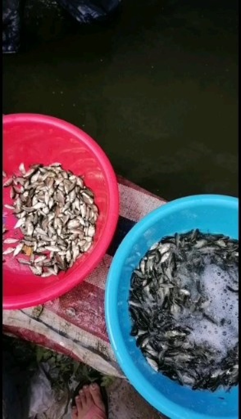 鲫鱼苗，快大优质鲫鱼苗，广东鱼苗场直销，量大从优