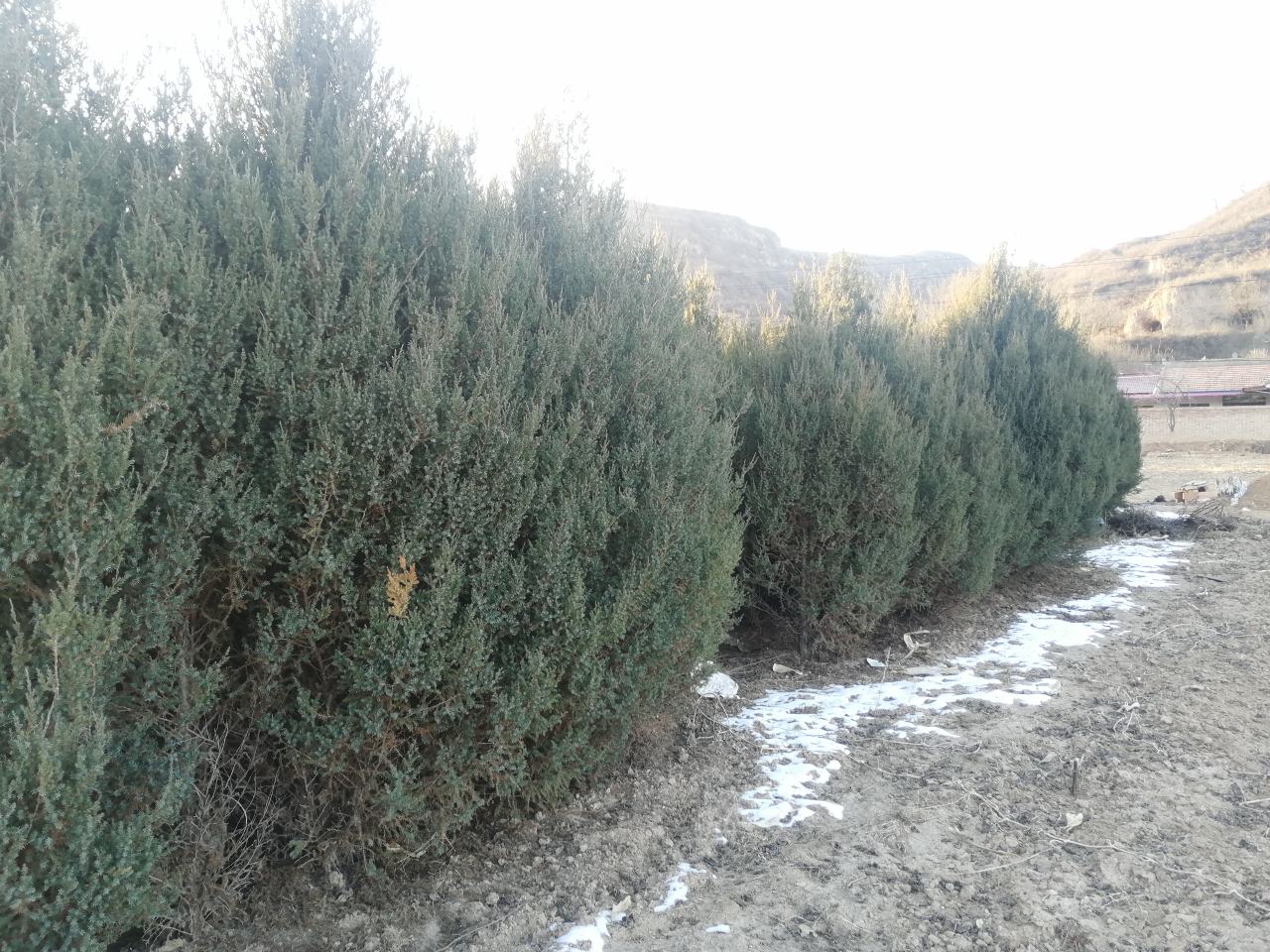 侧柏在冬季雪地中依然保持绿意,显示出其良好的耐寒性能 侧柏在雪地中生长良好