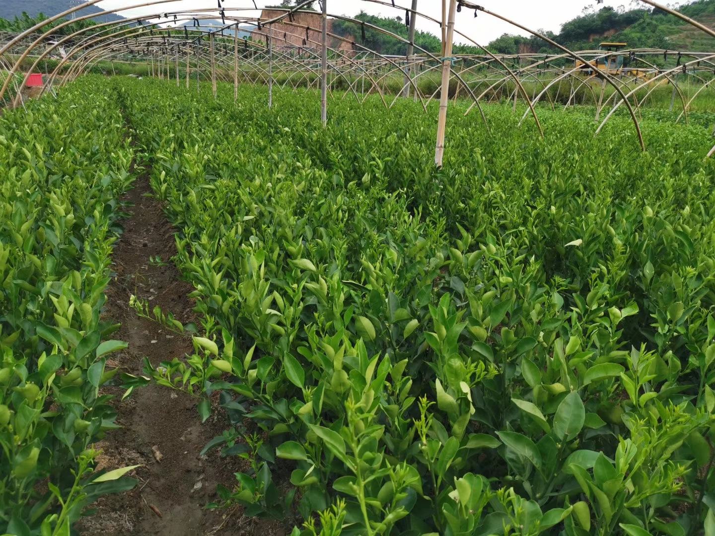 专业技术人员现场检验春见柑橘嫁接苗质量