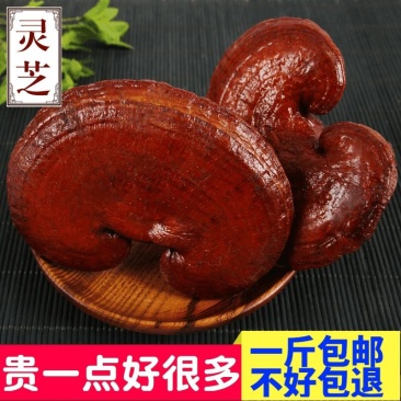包邮长白山红灵芝灵芝草灵芝野生灵芝另有灵芝草
