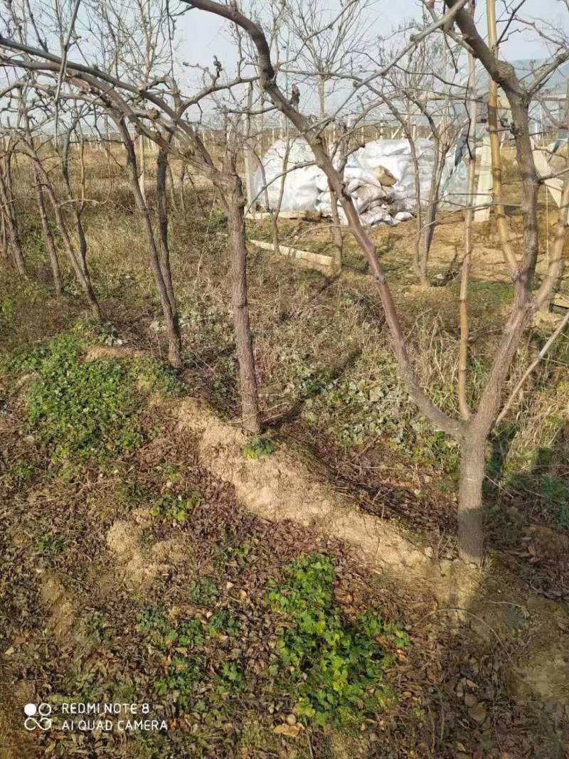 便宜出售5--6--7公分占地桃树质高价优选购