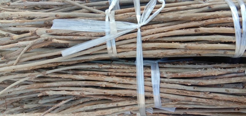 白蜡前期金蝉卵枝，质好价低，欢迎订购，白蜡卵枝，金蝉种苗