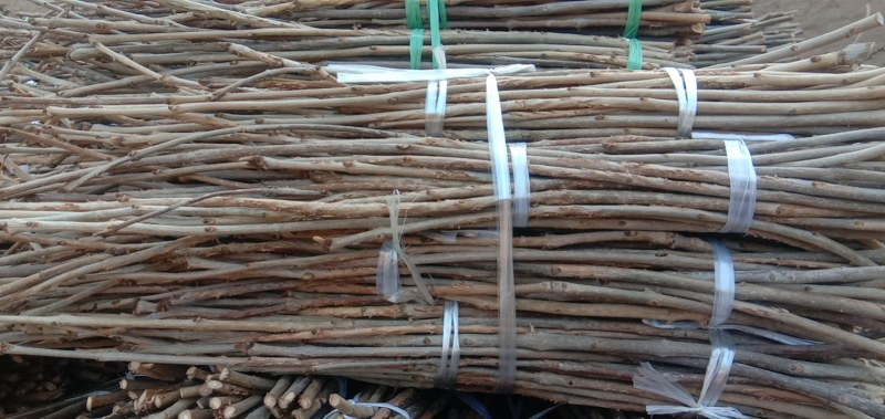 白蜡前期金蝉卵枝，质好价低，欢迎订购，白蜡卵枝，金蝉种苗