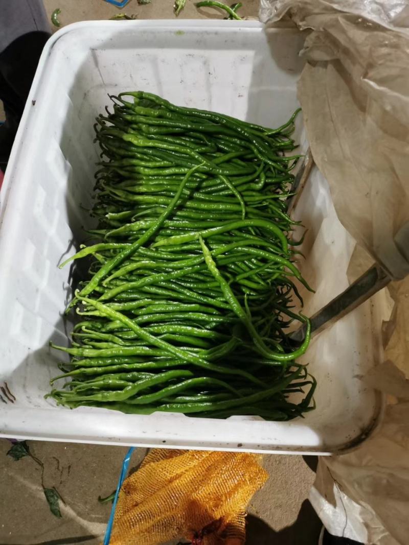 兰陵精品线椒大量低价供货，角形细长，全国供货