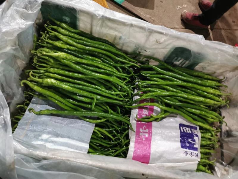 兰陵精品线椒大量低价供货，角形细长，全国供货