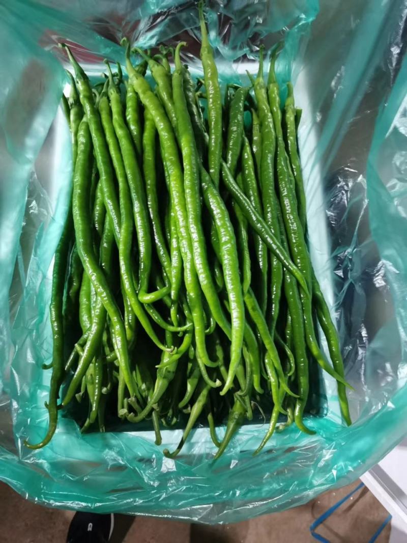 兰陵精品线椒大量低价供货，角形细长，全国供货