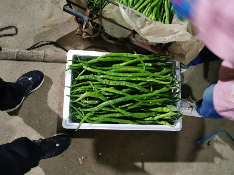 兰陵精品线椒大量低价供货，角形细长，全国供货