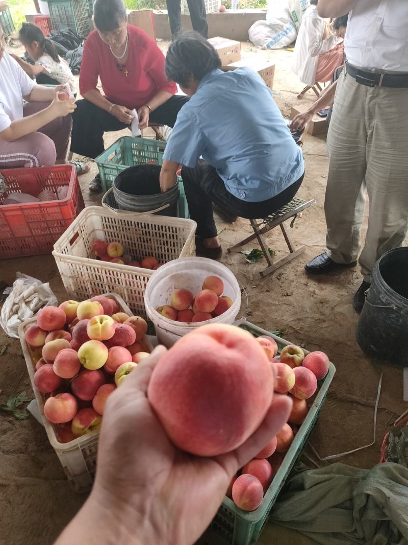 中桃9号桃苗中桃苗自己嫁接桃苗早熟品种