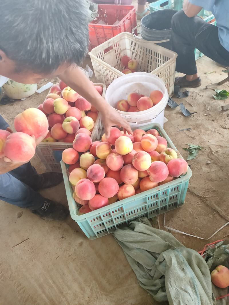 中桃9号桃苗中桃苗自己嫁接桃苗早熟品种