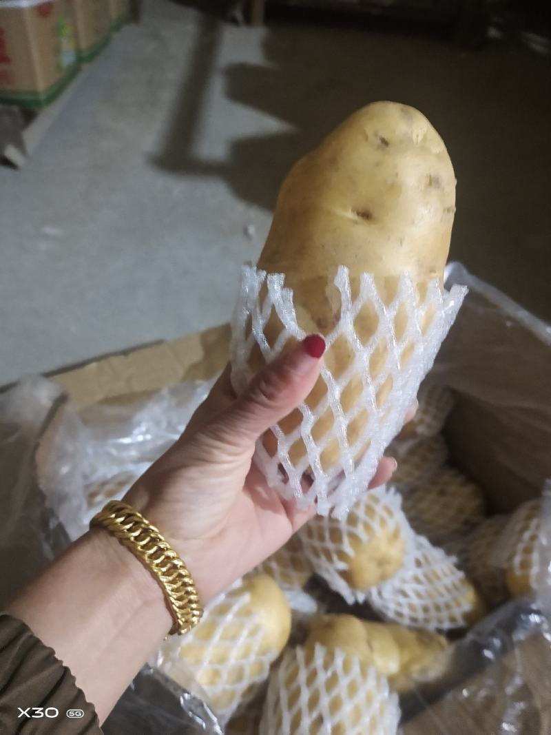 土豆荷兰十五土豆品种保证货源充足值得购买
