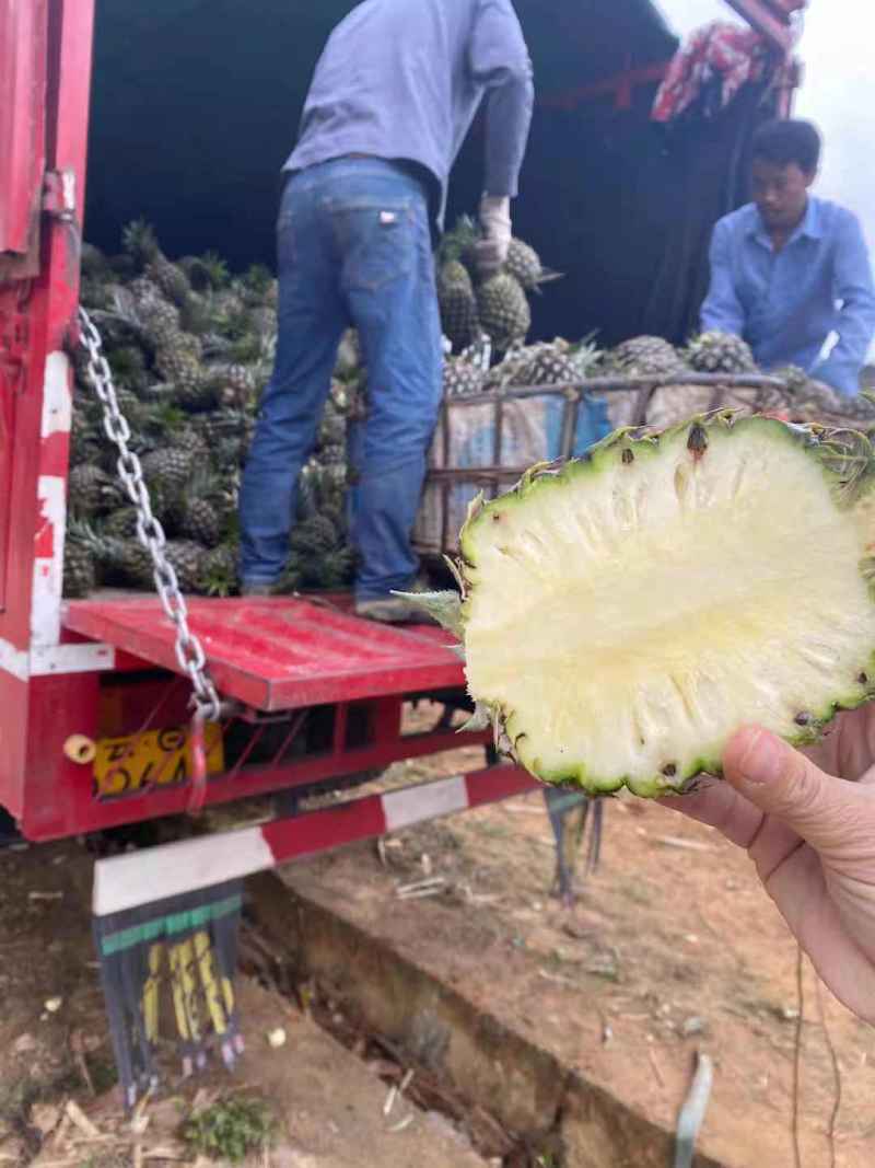 云南热带河口青皮香水菠萝