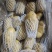 土豆荷兰十五土豆品种保证货源充足值得购买