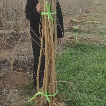 绿化占地绿化桑，3到8公分，无籽大十，蛋白桑，嫁接桑