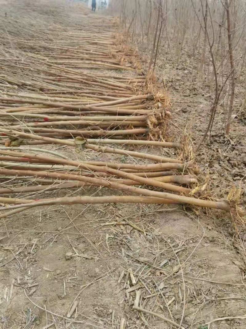 绿化占地绿化桑，3到8公分，无籽大十，蛋白桑，嫁接桑
