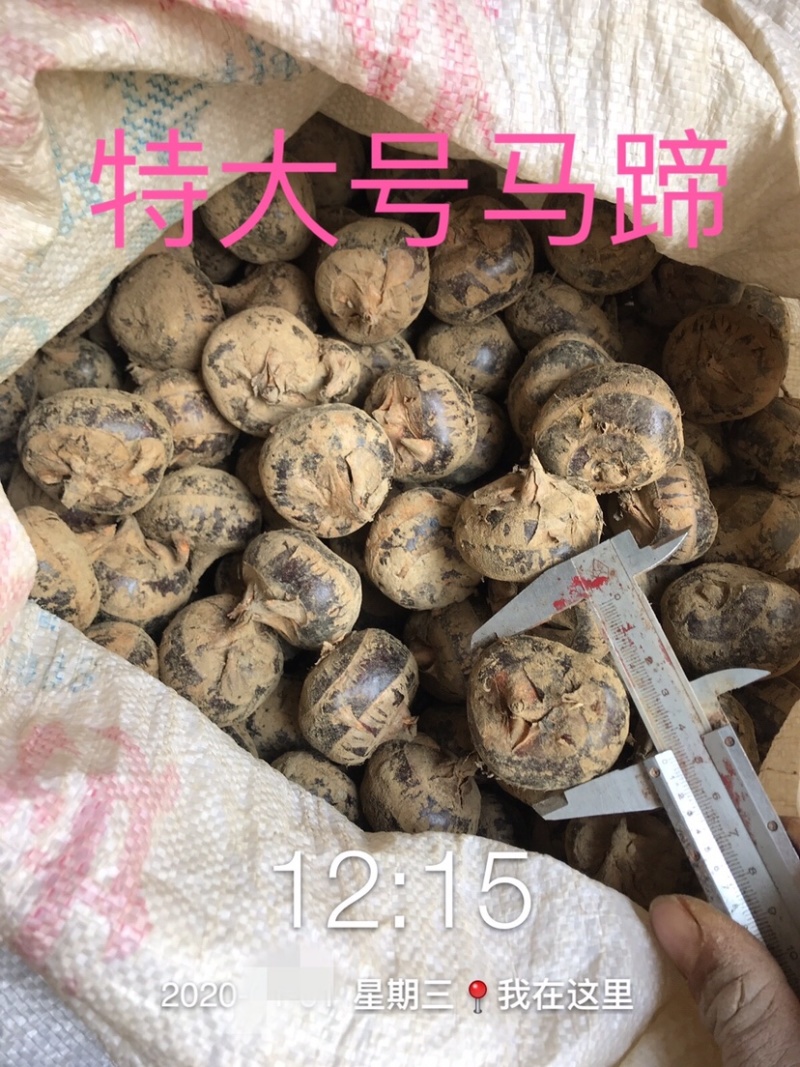 广西荔浦优质化渣脆甜马蹄，果大肉白，全国的扬名马蹄之乡