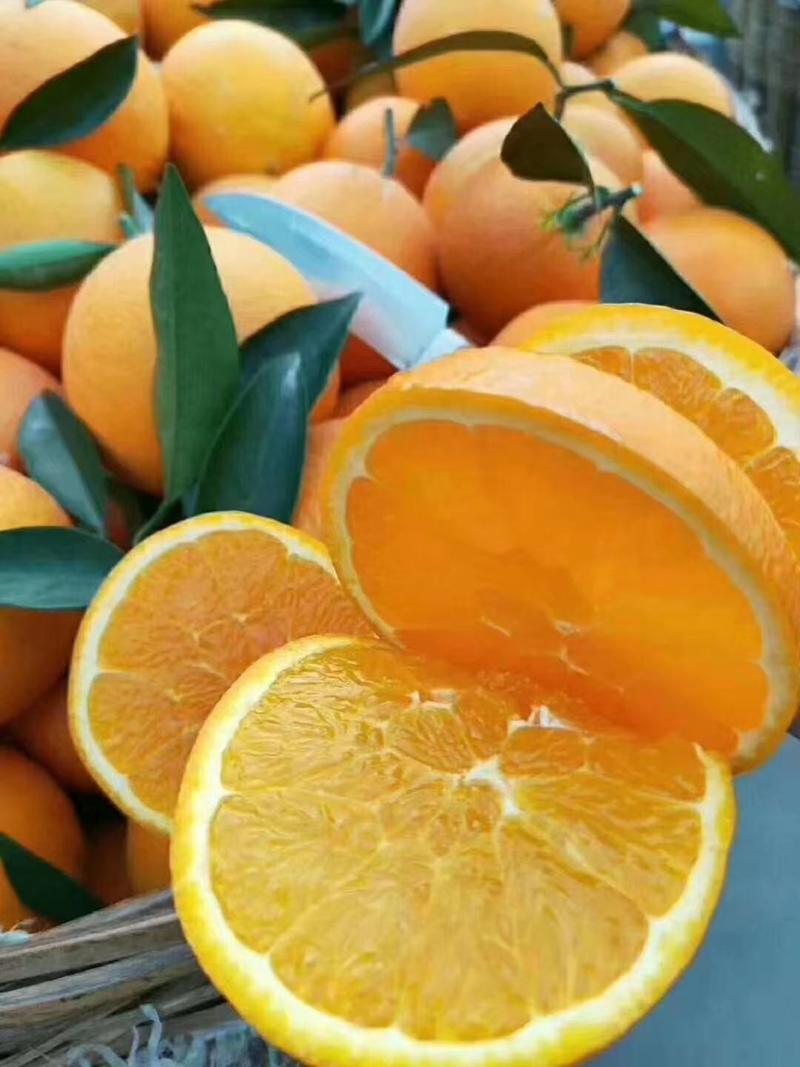 秭归脐橙产地直发，一手货源，质量保证，果园看货采果。