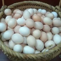 土鸡生的第一窝稻谷蛋-鲜土朷生蛋土鸡蛋