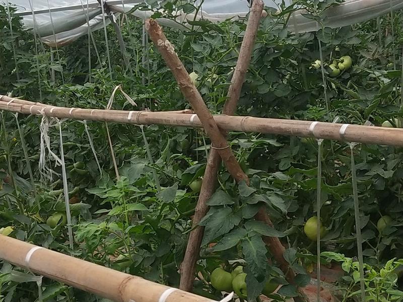 大红果西红柿苗，散苗跟穴盘苗，基地直供保质保量