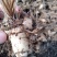 白芨，紫花三叉白芨。基地直供，对接全国需要老板尽管来电，