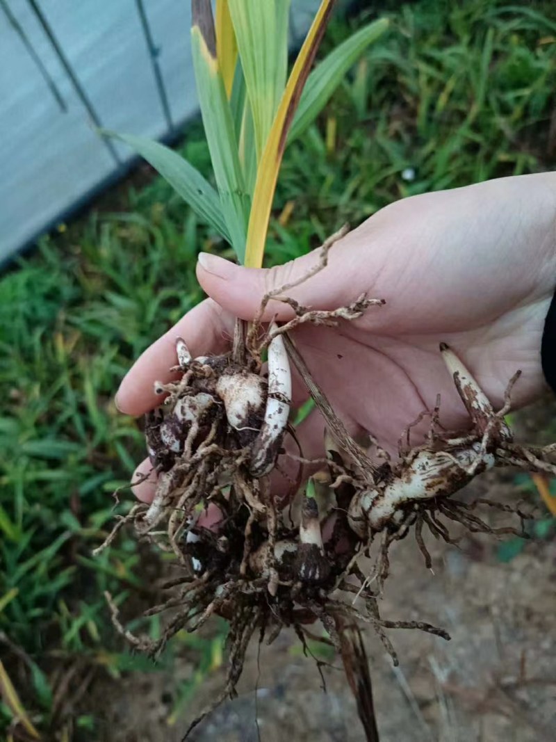 白芨，紫花三叉白芨。基地直供，对接全国需要老板尽管来电，