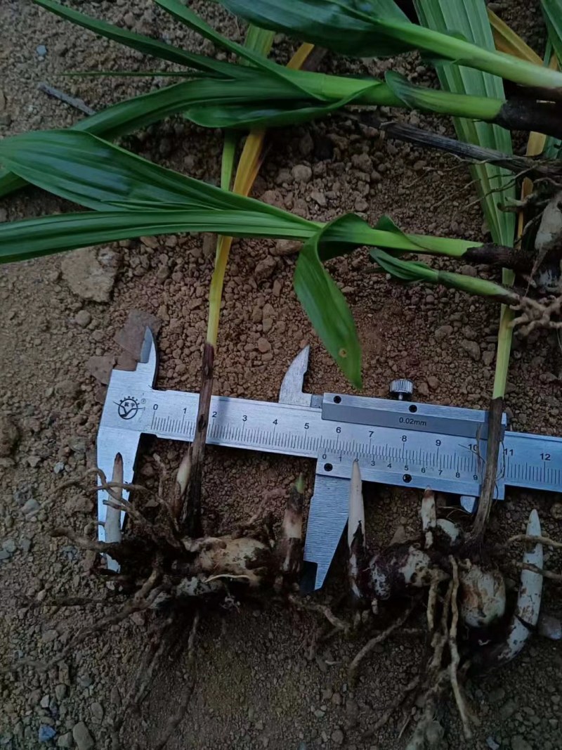 白芨，紫花三叉白芨。基地直供，对接全国需要老板尽管来电，