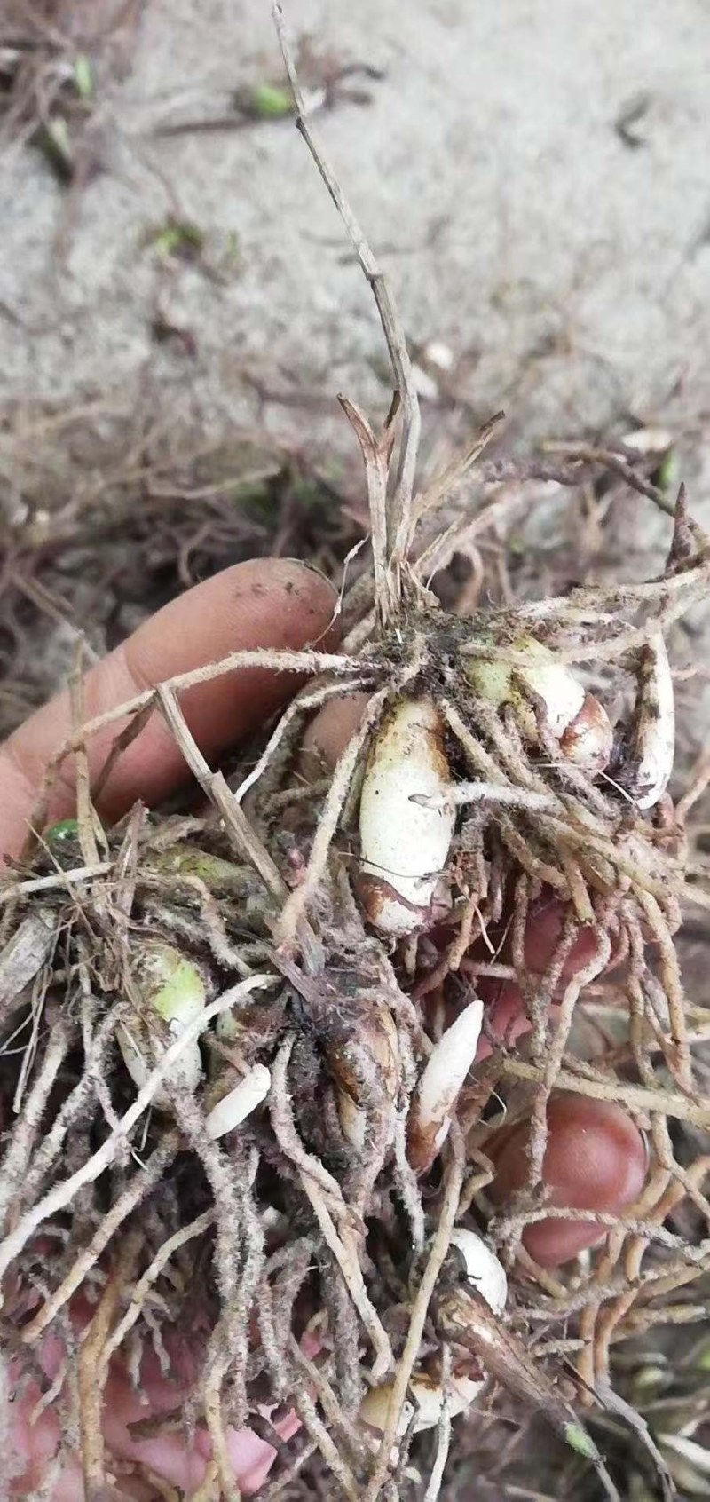 白芨，紫花三叉白芨。基地直供，对接全国需要老板尽管来电，