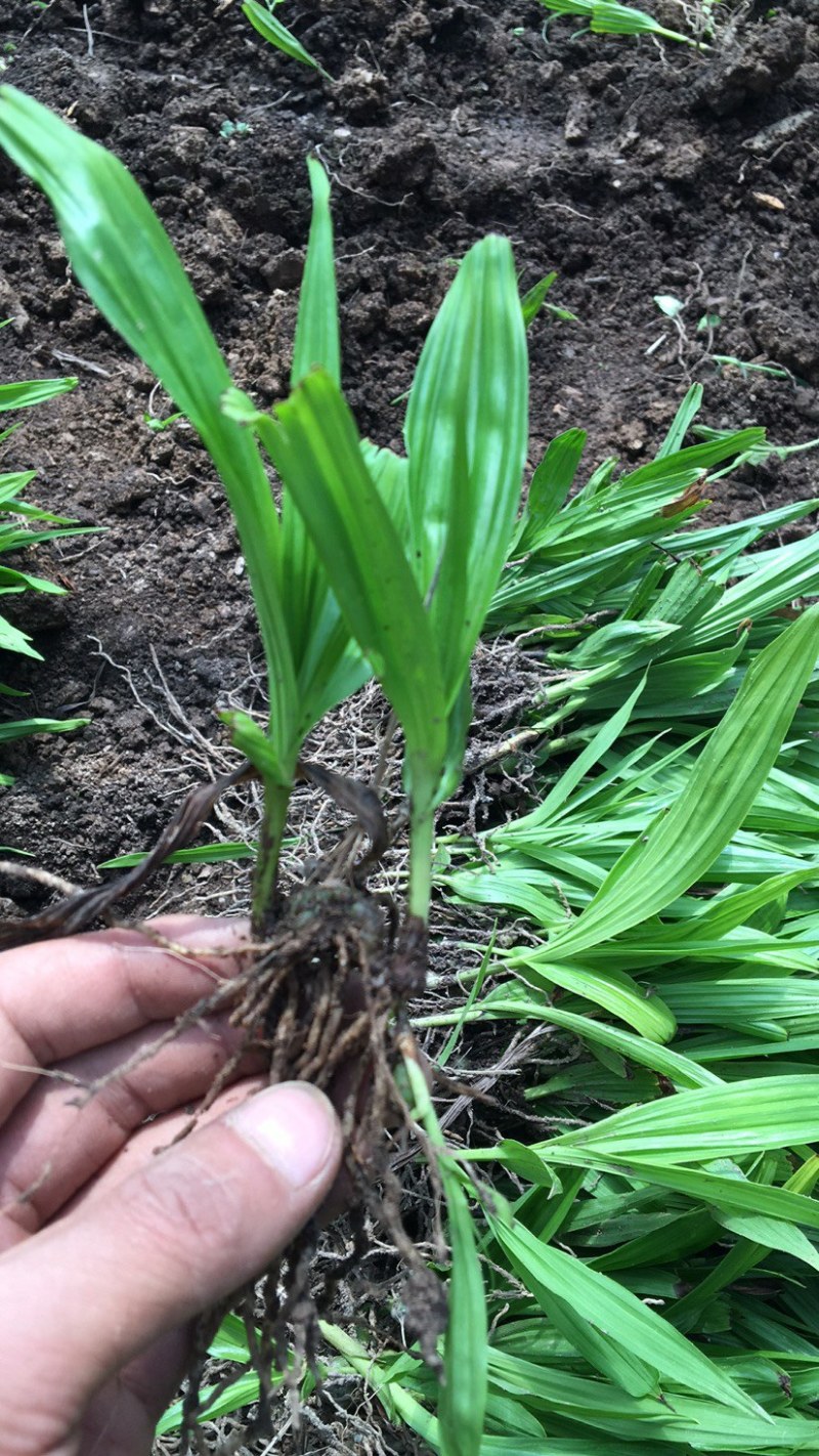 白芨，紫花三叉白芨。基地直供，对接全国需要老板尽管来电，