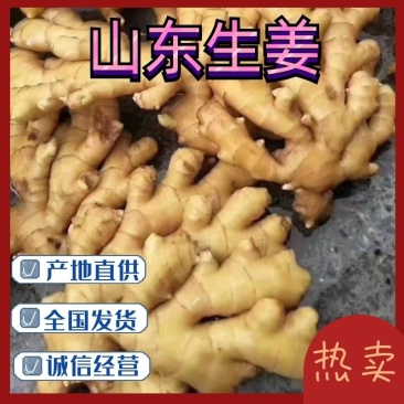 【生姜】山东精品生姜一手货源品种齐全低价对接全国