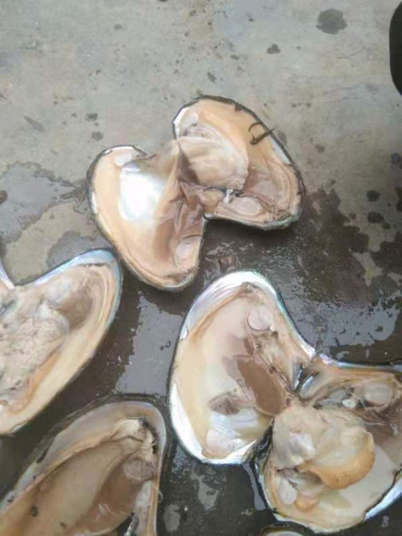 角蚌纯手打捞，一手货源，量大从优（包直达运费）