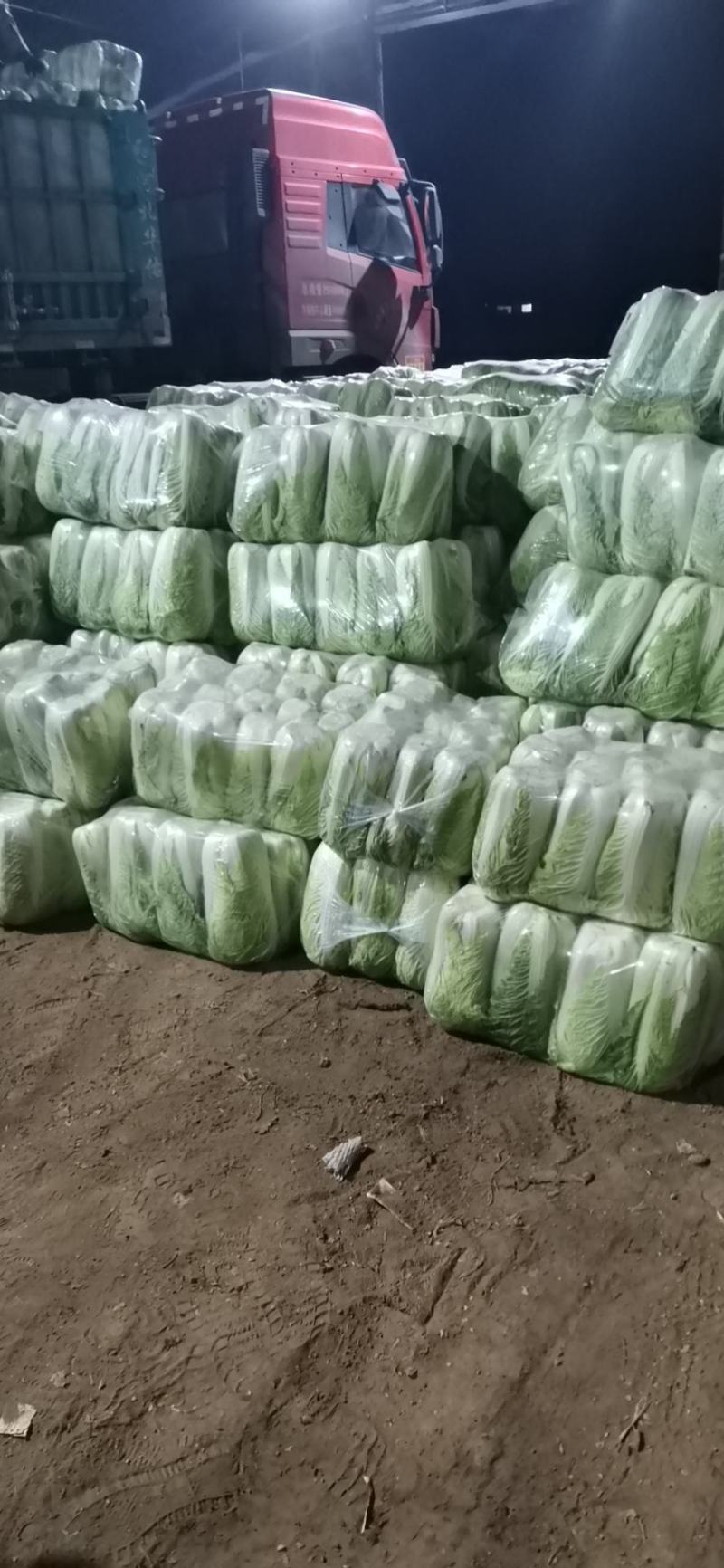 山东北京三号白菜北京新三号大白菜4-6斤净菜供应超市，