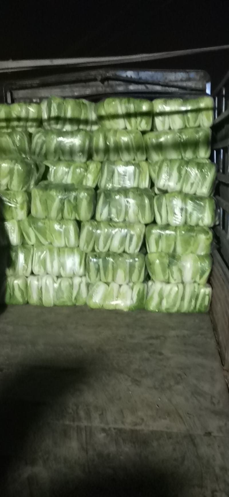 山东北京三号白菜北京新三号大白菜4-6斤净菜供应超市，