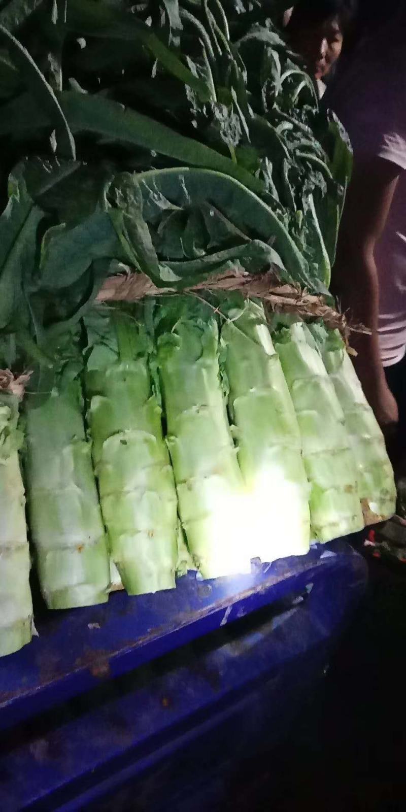 【产地直发】三青皮红叶莴笋精品红尖叶莴量大质量好