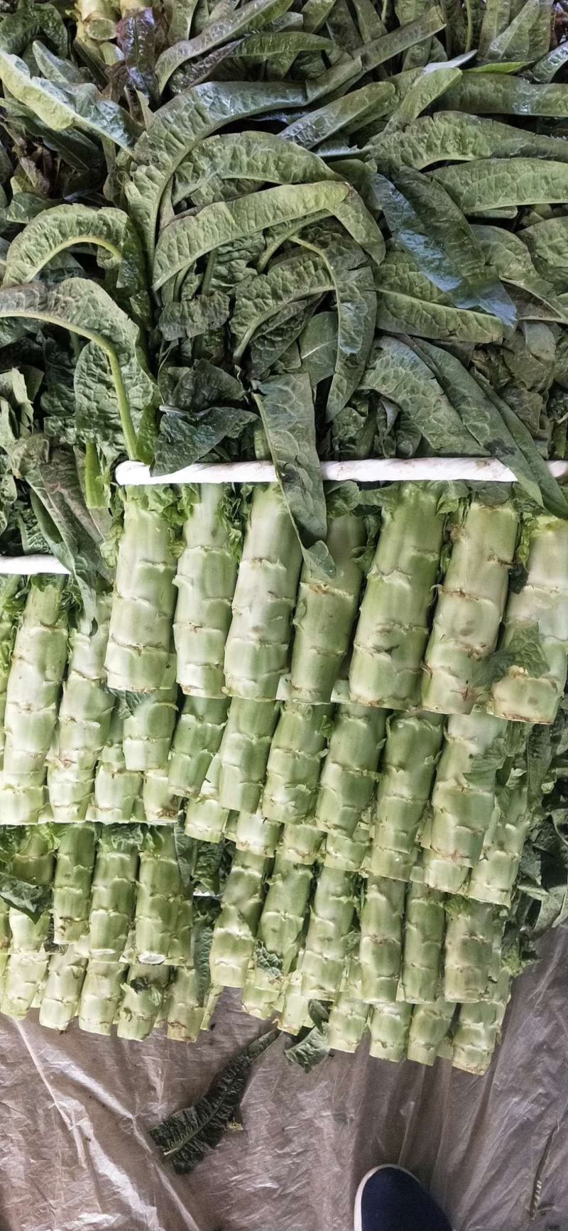 【产地直发】三青皮红叶莴笋精品红尖叶莴量大质量好