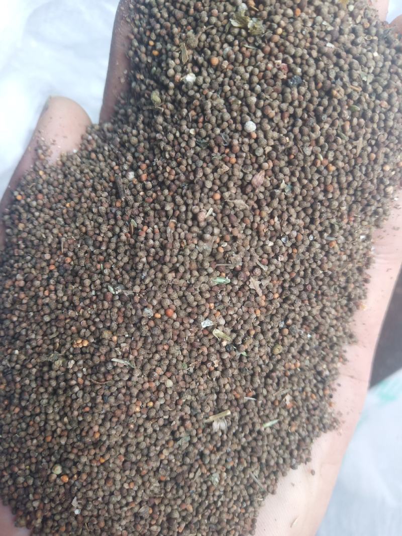 紫苏子山东临沂产地直销新货干净质量好价格合理