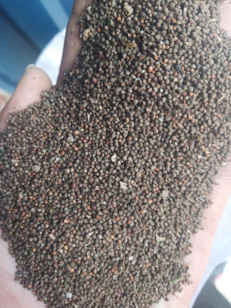 紫苏子山东临沂产地直销新货干净质量好价格合理