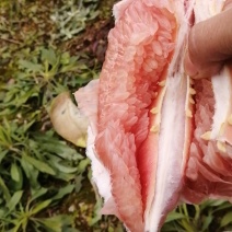 四川-梓潼-三红柚/红肉蜜柚