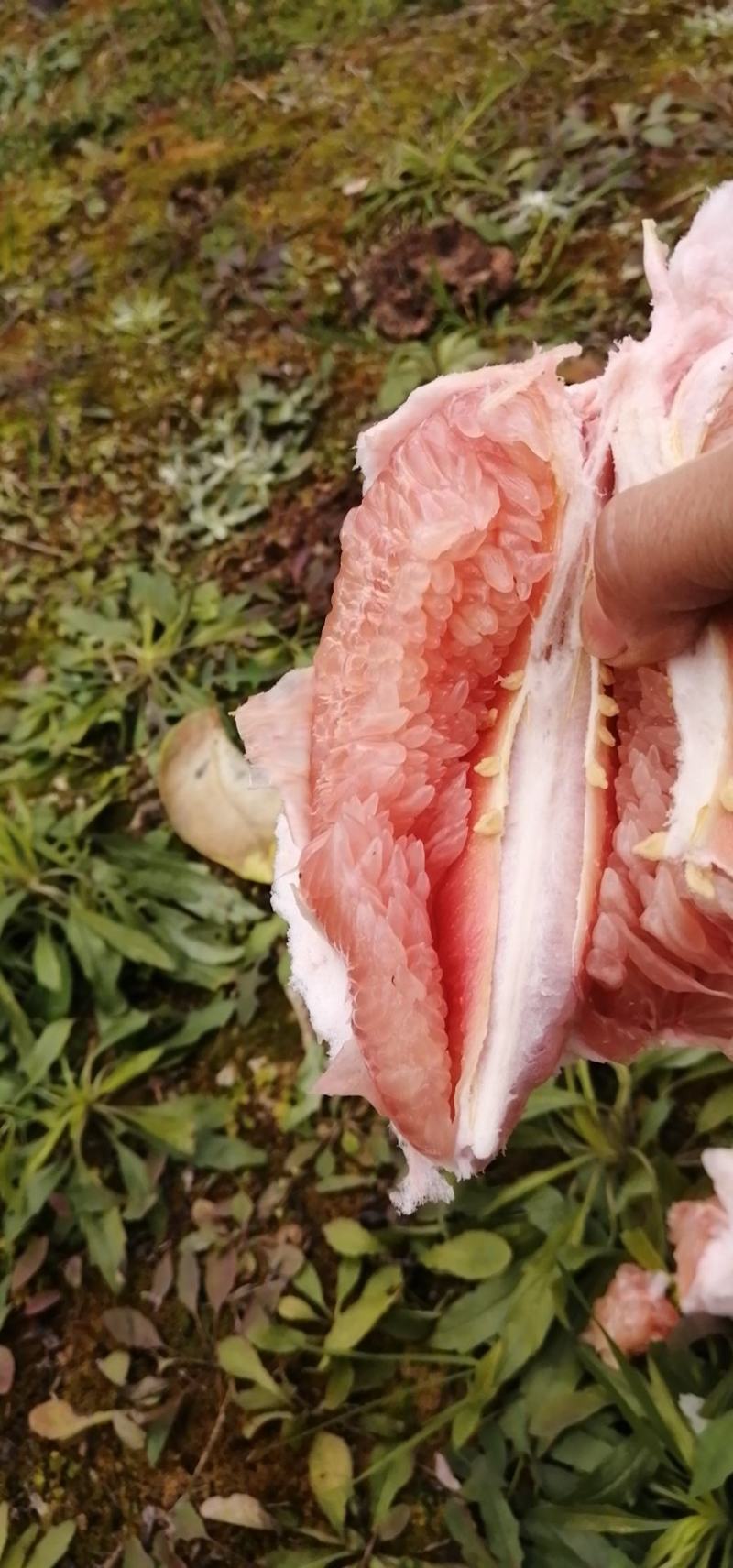 四川-梓潼-三红柚/红肉蜜柚